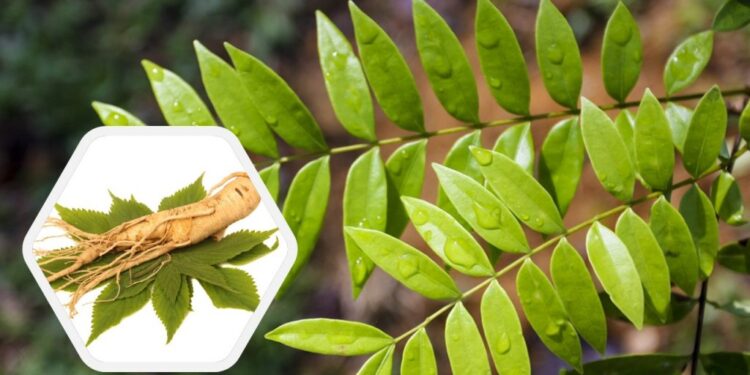 Long Jack: para que serve segundo a ciência