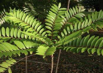 Long Jack: o que é, para que serve, benefícios e possíveis efeitos colaterais