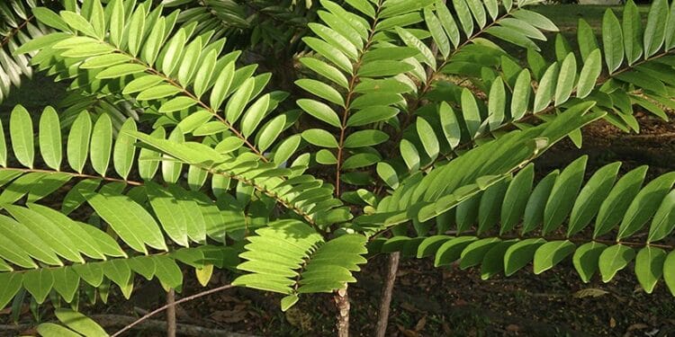 Long Jack: o que é, para que serve, benefícios e possíveis efeitos colaterais