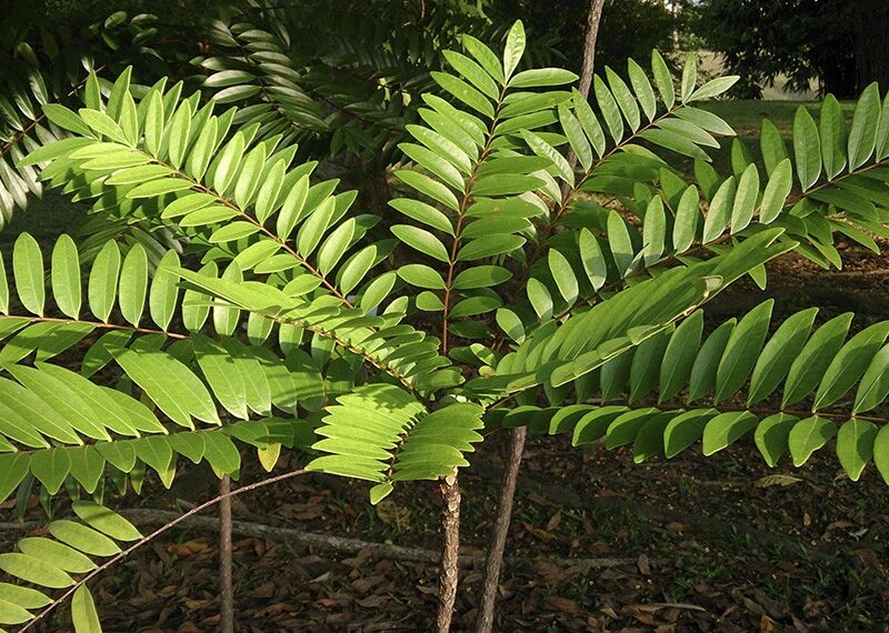 Long Jack: o que é, para que serve, benefícios e possíveis efeitos colaterais