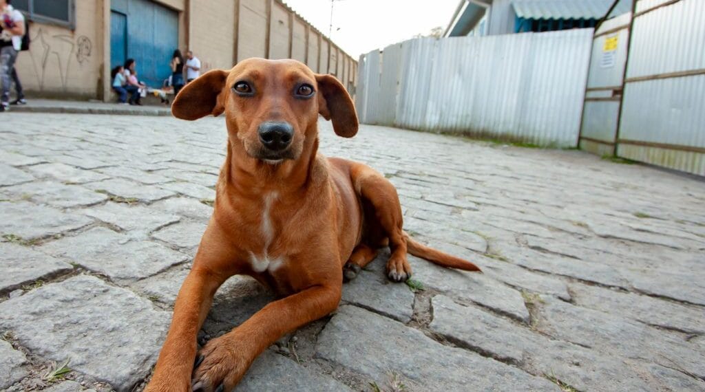 Saiba como denunciar maus-tratos contra animais em São Paulo pela internet