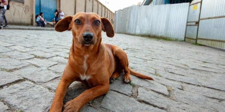 Saiba como denunciar maus-tratos contra animais em São Paulo pela internet