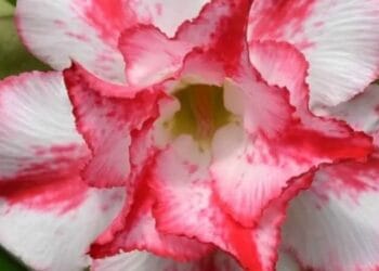 Rosa do Deserto: Aprenda Tudo Sobre Essa Belissima e Resistente Planta