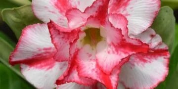 Rosa do Deserto: Aprenda Tudo Sobre Essa Belissima e Resistente Planta