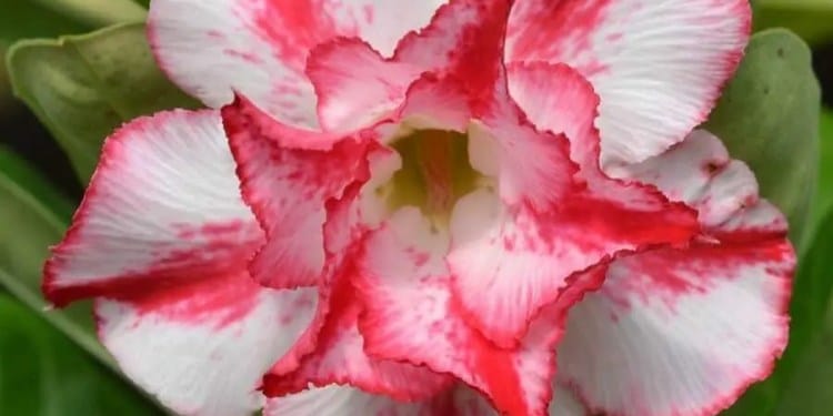 Rosa do Deserto: Aprenda Tudo Sobre Essa Belissima e Resistente Planta