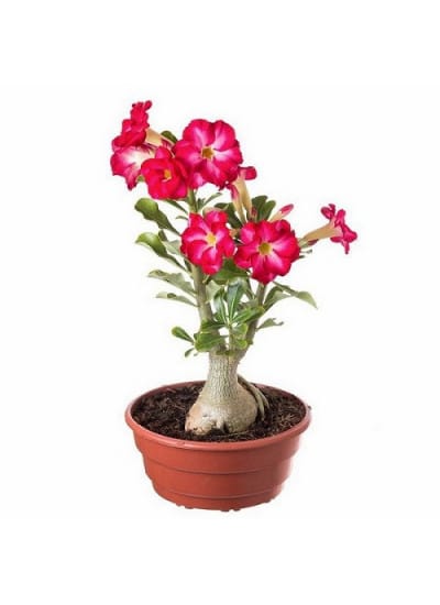 O que simboliza a rosa do deserto?