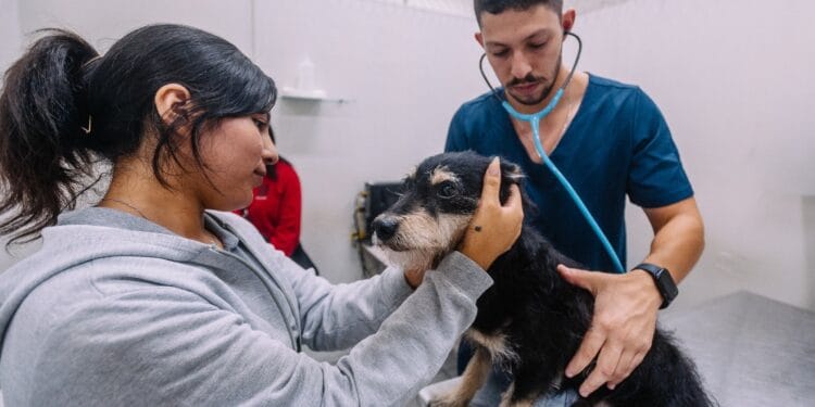 Hospital Veterinário no Tatuapé